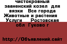 чистокровный зааненский козел  для вязки - Все города Животные и растения » Услуги   . Ростовская обл.,Гуково г.